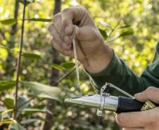 Os seis manguezais no entorno dos portos de Paranaguá e Antonina são monitorados regularmente. Neste ano, foram quatro atividades de atenção e cuidado voltadas ao ecossistema. Ao longo desta semana, uma equipe de técnicos dos Portos do Paraná trabalhará na análise dos dados coletados.  -  Paranaguá, 25/03/2019  -  Foto: Claudio Neves/ Administração dos Portos do Paraná