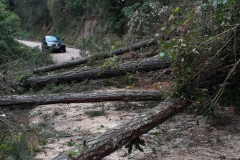 Queda de árvores sobre a PR-092