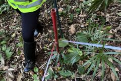 Programas ambientais voltados para a flora na região da Ponte de Guaratuba