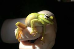 Boana albomarginata (perereca-araponga)