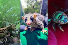 Fauna na região da Ponte de Guaratuba