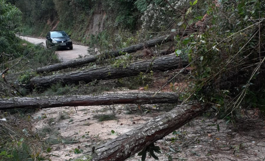 Queda de árvores sobre a PR-092