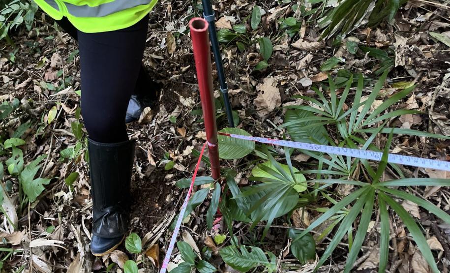 Programas ambientais voltados para a flora na região da Ponte de Guaratuba