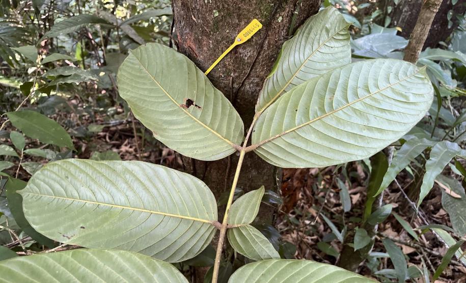 Programas ambientais voltados para a flora na região da Ponte de Guaratuba