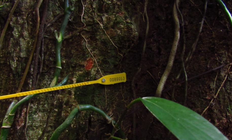 Programas ambientais voltados para a flora na região da Ponte de Guaratuba