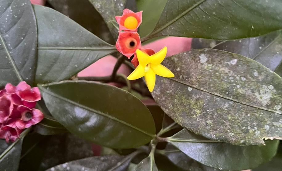 Programas ambientais voltados para a flora na região da Ponte de Guaratuba