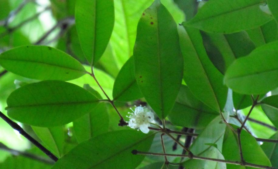 Programas ambientais voltados para a flora na região da Ponte de Guaratuba
