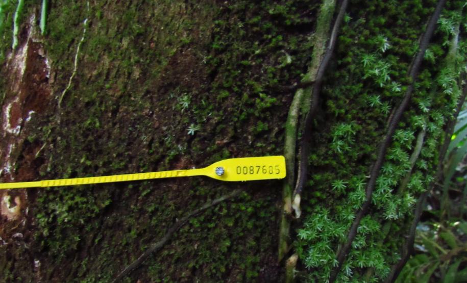 Programas ambientais voltados para a flora na região da Ponte de Guaratuba