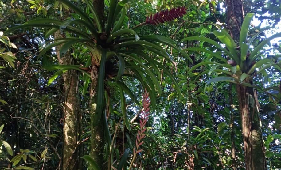 Programas ambientais voltados para a flora na região da Ponte de Guaratuba