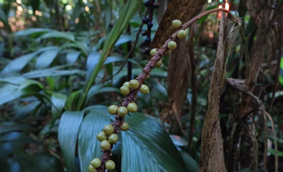 Programas ambientais voltados para a flora na região da Ponte de Guaratuba