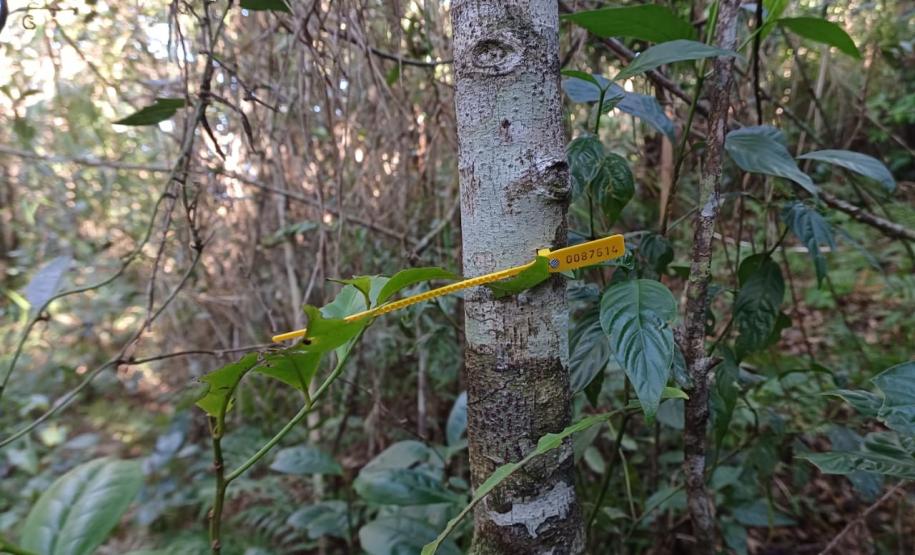Programas ambientais voltados para a flora na região da Ponte de Guaratuba