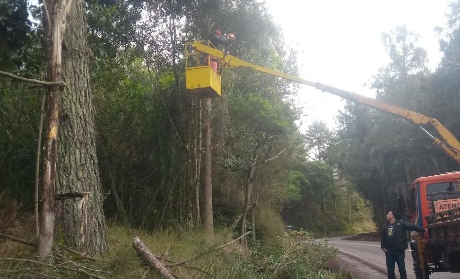 PR-170 Pinhão poda de árvores