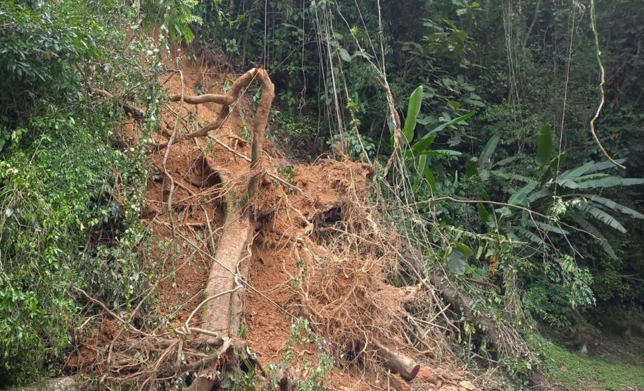 Estrada da Graciosa: retirada de raízes de árvores caídas