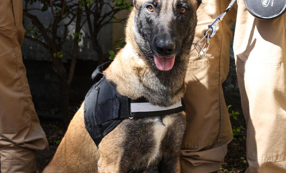 Entrega de viaturas e cães policiais para o BPRv