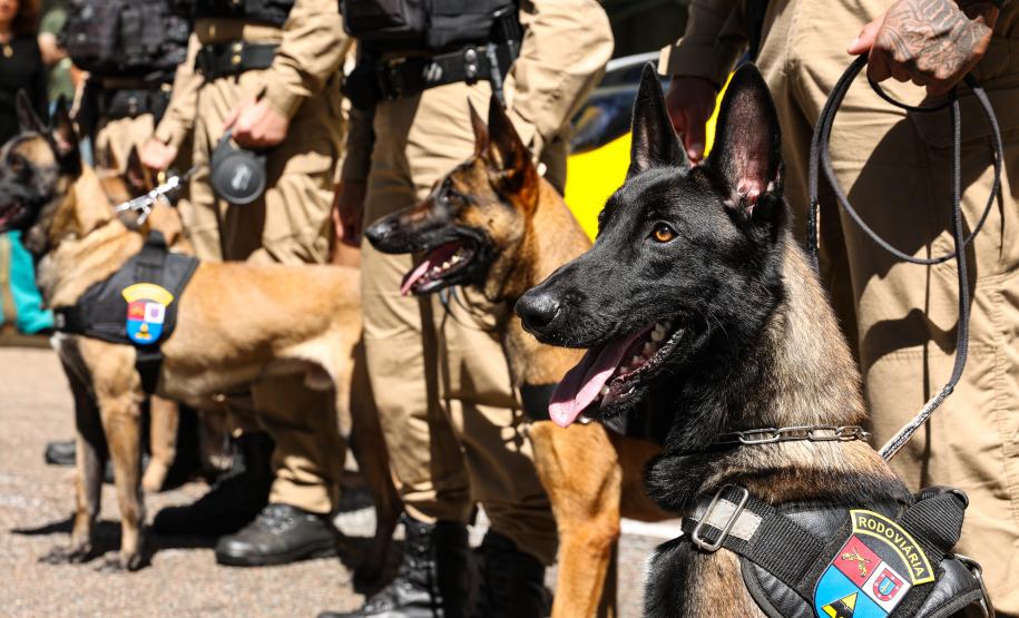 Entrega de viaturas e cães policiais para o BPRv