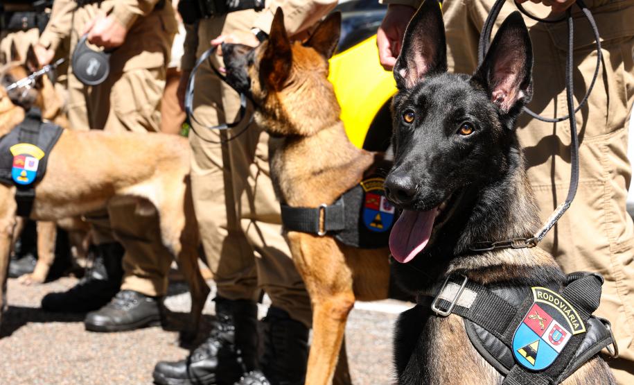 Entrega de viaturas e cães policiais para o BPRv