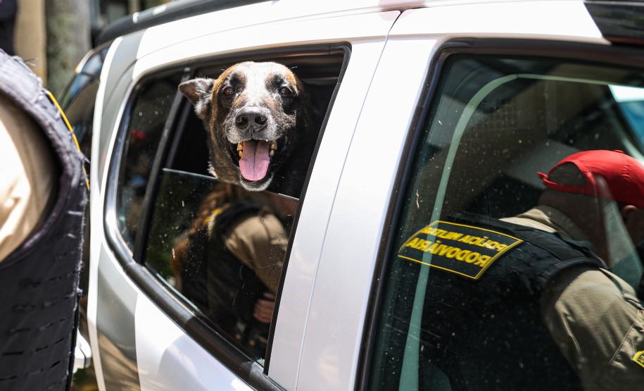 Entrega de viaturas e cães policiais para o BPRv