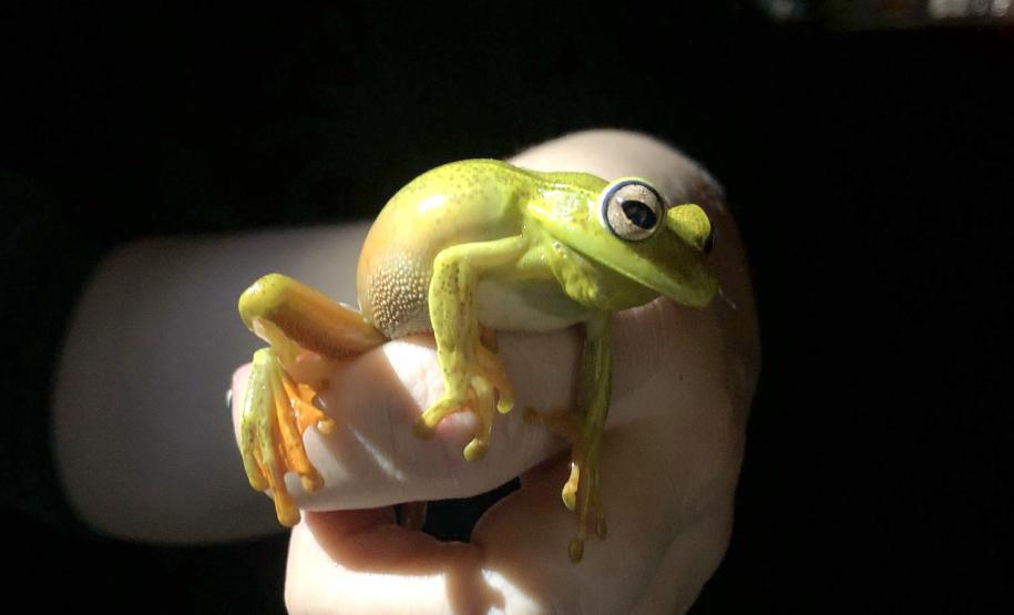 Boana albomarginata (perereca-araponga)