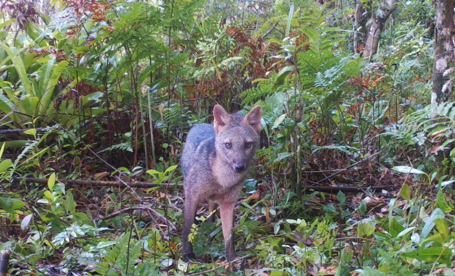 Cerdocyon thous (cachorro-do-mato)
