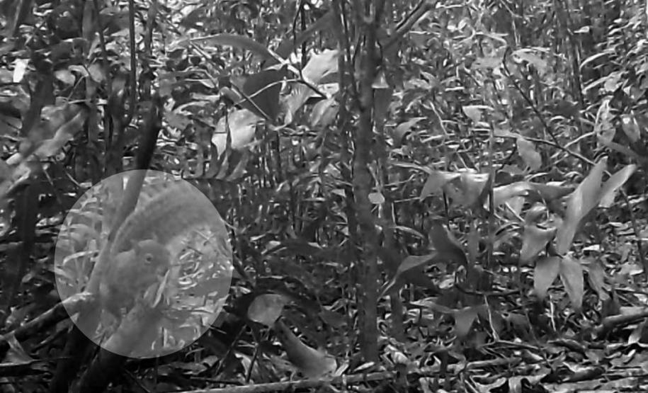 Guerlinguetus cf. brasiliensis (caxinguelê)