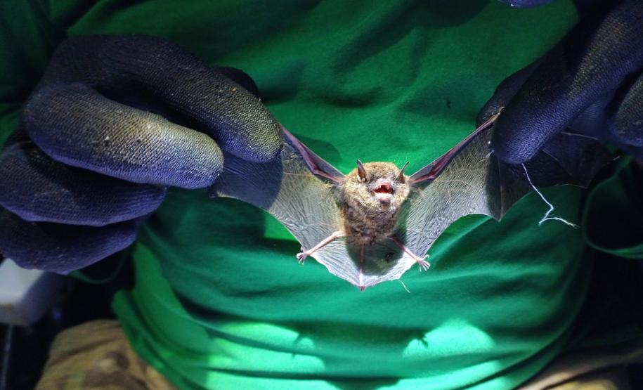 Myotis sp. (morcego)