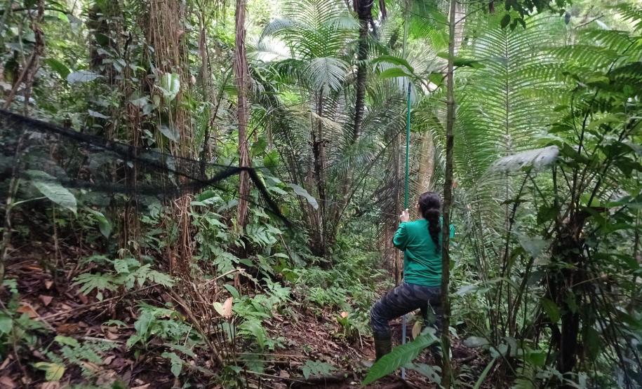 Pesquisadora instalando rede de neblina para captura de aves
