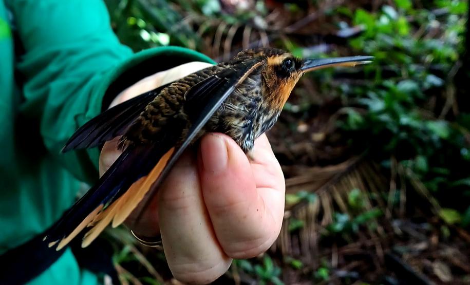 Ramphodon naevius (beija-flor-rajado)
