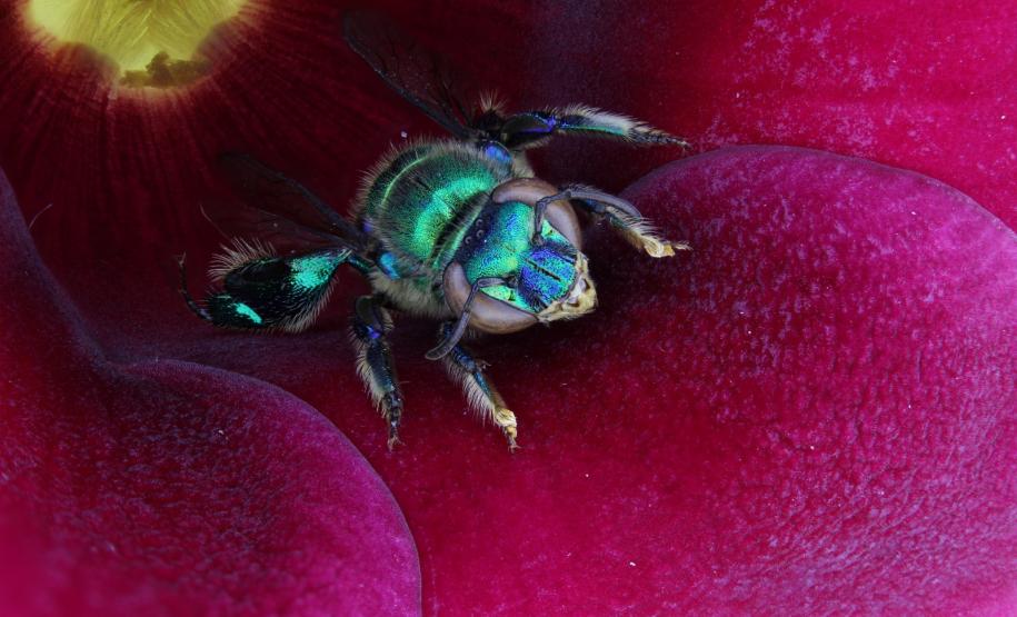 Abelhas-das-orquídeas (Euglossini spp.)
