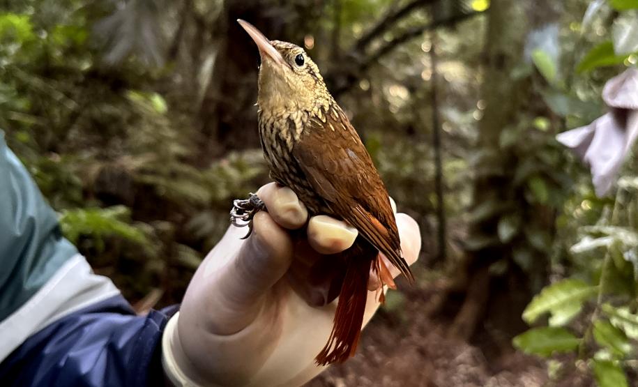 Arapaçu rajado (Xiphorhynchus fuscus)