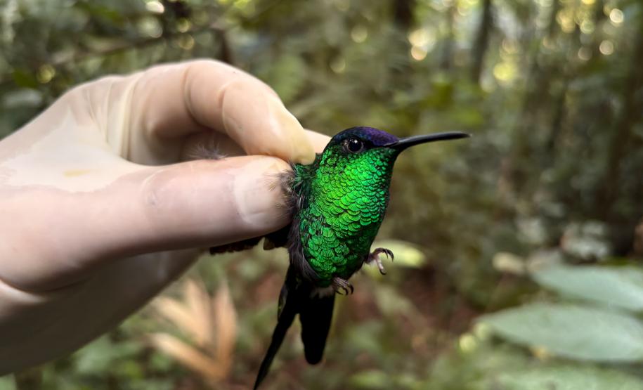 Beija-flor de fronte violeta (Thalurania glaucopis)