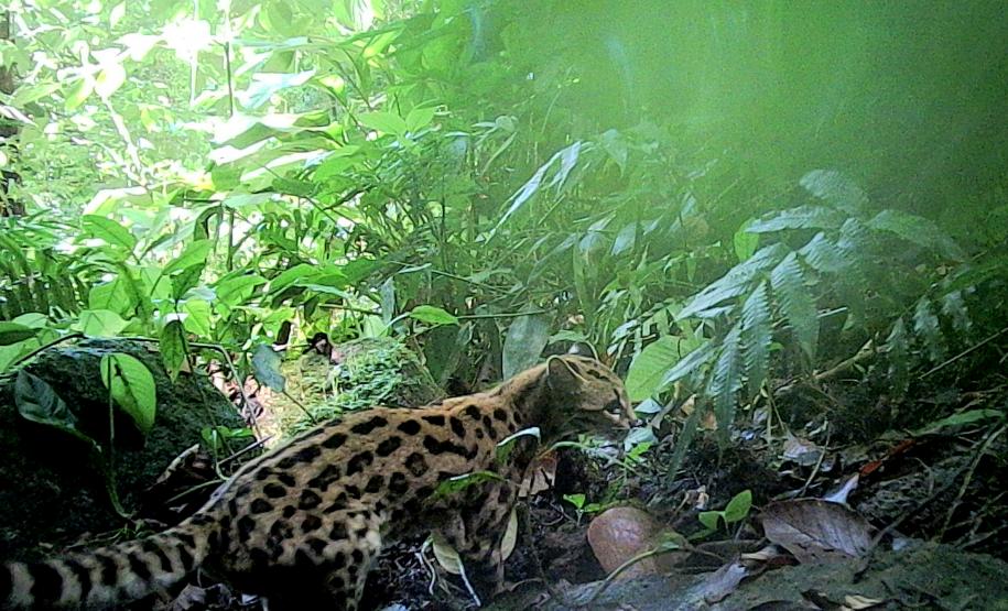 Gato-maracajá (Leopardus wiedii)