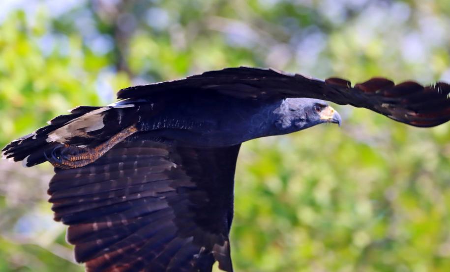 Gavião pega-macaco (Spizaetus tyrannus)