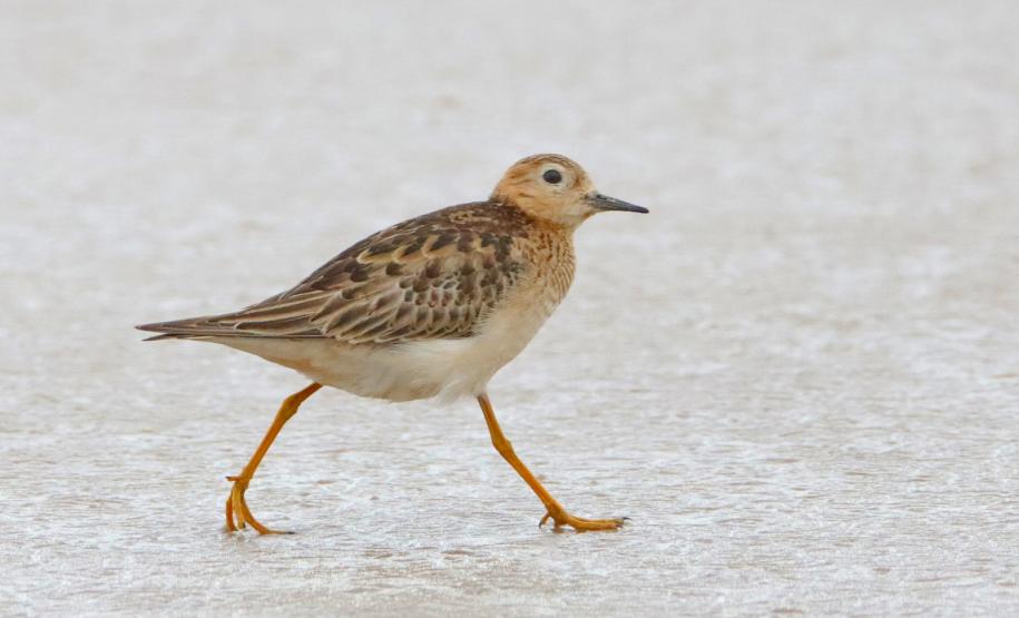 Maçarico-acanelado (Calidris subruficollis)