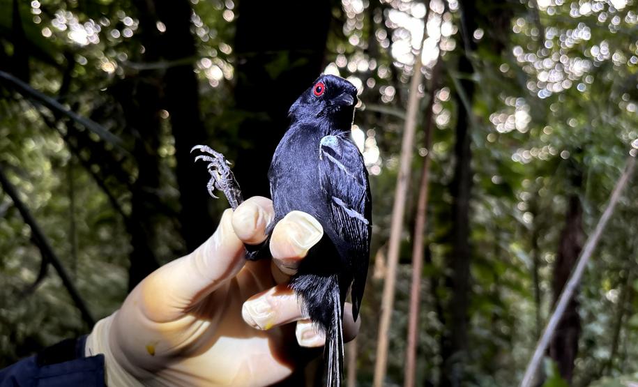 Macho de papa-taoca (Pyriglena leucoptera)