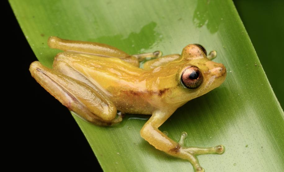 Perereca marsupial (Fritziana mitus)