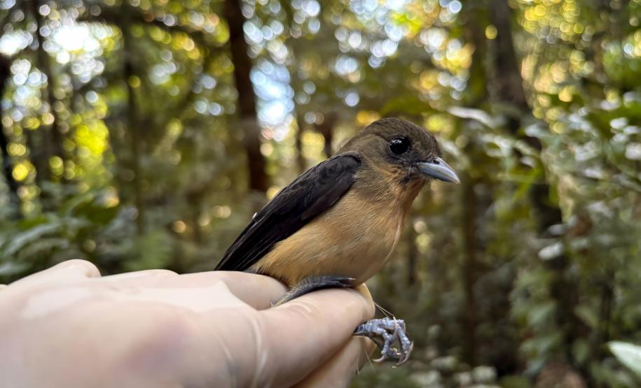 Tiê-de-topete (Trichothraupis melanops)