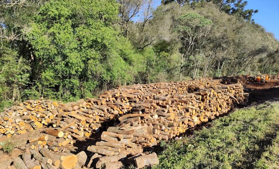 PRC-466 material lenhoso depositado na faixa de domínio