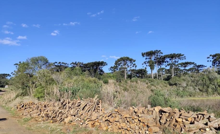 PRC-466 material lenhoso depositado na faixa de domínio