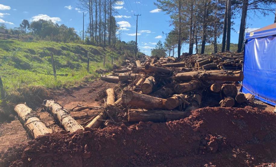 PRC-466 material lenhoso depositado na faixa de domínio