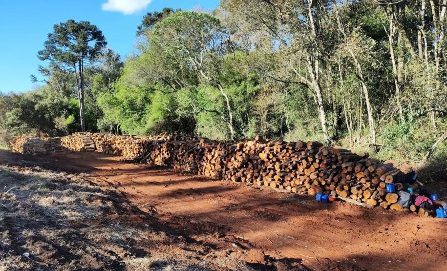 PRC-466 material lenhoso depositado na faixa de domínio