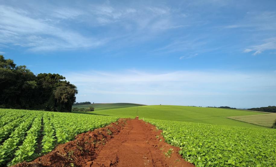PR-916 Contorno Noroeste de Pato Branco lote 2 - serviços iniciais