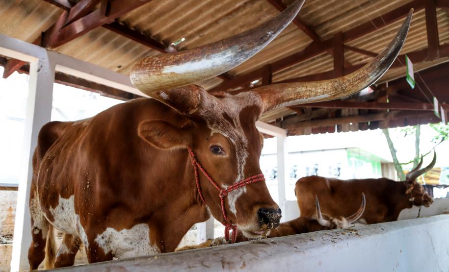 Em visita à 45ª edição da Expo Umuarama na noite desta sexta-feira (15), o governador Carlos Massa Ratinho Junior anunciou um pacote de R$ 54,7 milhões em investimentos na PR-323. Foram assinadas três licitações de obras e projetos de duplicação e ampliação da capacidade de tráfego da rodovia, que é um importante corredor da malha estadual e proporciona ligação com países do Mercosul. -  Umuarama, 15/03/2019  -  foto: José Fernando Ogura/ANPr