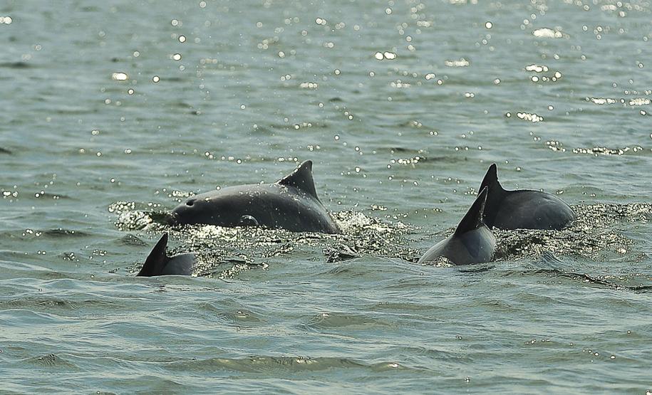 APPA registra 400 golfinhos os arredores dos portos do Paraná. Foto: Ivan Bueno/Arquivo APPA