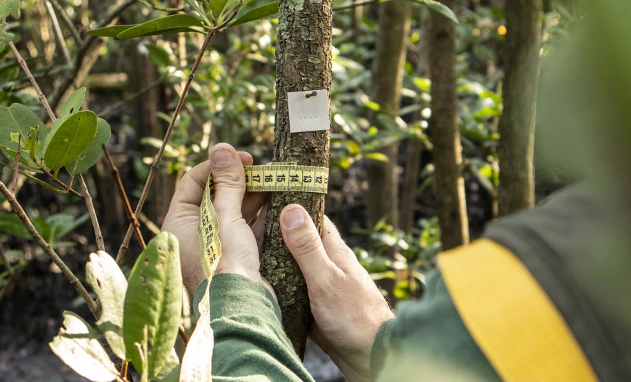 Os seis manguezais no entorno dos portos de Paranaguá e Antonina são monitorados regularmente. Neste ano, foram quatro atividades de atenção e cuidado voltadas ao ecossistema. Ao longo desta semana, uma equipe de técnicos dos Portos do Paraná trabalhará na análise dos dados coletados.  -  Paranaguá, 25/03/2019  -  Foto: Claudio Neves/ Administração dos Portos do Paraná