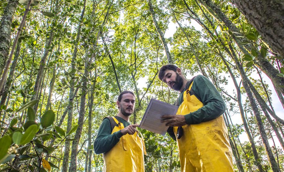 Os seis manguezais no entorno dos portos de Paranaguá e Antonina são monitorados regularmente. Neste ano, foram quatro atividades de atenção e cuidado voltadas ao ecossistema. Ao longo desta semana, uma equipe de técnicos dos Portos do Paraná trabalhará na análise dos dados coletados.  -  Paranaguá, 25/03/2019  -  Foto: Claudio Neves/ Administração dos Portos do Paraná