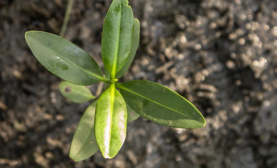 Os seis manguezais no entorno dos portos de Paranaguá e Antonina são monitorados regularmente. Neste ano, foram quatro atividades de atenção e cuidado voltadas ao ecossistema. Ao longo desta semana, uma equipe de técnicos dos Portos do Paraná trabalhará na análise dos dados coletados.  -  Paranaguá, 25/03/2019  -  Foto: Claudio Neves/ Administração dos Portos do Paraná