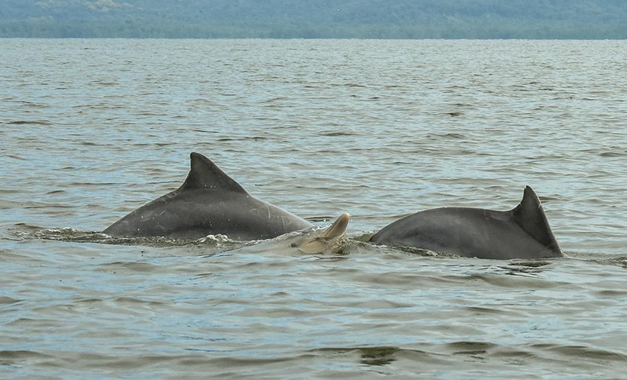 A cada três meses, um especialista contratado pela Administração dos Portos do Paraná passa seis dias monitorando os botos-cinza, golfinhos, que vivem na região. Na área interna, de Pontal a Antonina, são quase cem quilômetros percorridos para acompanhar os animais, que se deslocam e pescam em grupos no entorno dos portos de Paranaguá e Antonina.  p  Paranaguá, 04/04/2019  -  Foto: Claudio Neves/ Portos do Paraná