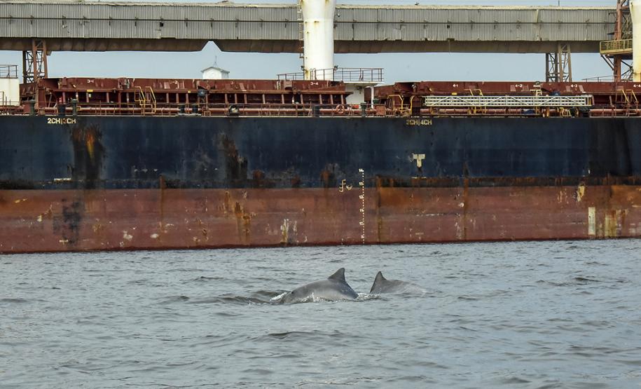 A cada três meses, um especialista contratado pela Administração dos Portos do Paraná passa seis dias monitorando os botos-cinza, golfinhos, que vivem na região. Na área interna, de Pontal a Antonina, são quase cem quilômetros percorridos para acompanhar os animais, que se deslocam e pescam em grupos no entorno dos portos de Paranaguá e Antonina.  p  Paranaguá, 04/04/2019  -  Foto: Claudio Neves/ Portos do Paraná