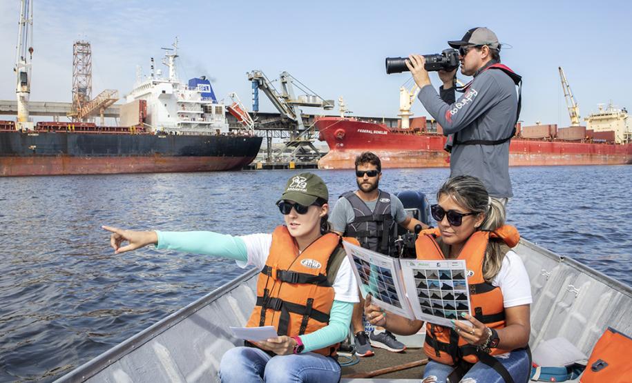 A cada três meses, um especialista contratado pela Administração dos Portos do Paraná passa seis dias monitorando os botos-cinza, golfinhos, que vivem na região. Na área interna, de Pontal a Antonina, são quase cem quilômetros percorridos para acompanhar os animais, que se deslocam e pescam em grupos no entorno dos portos de Paranaguá e Antonina.  p  Paranaguá, 04/04/2019  -  Foto: Claudio Neves/ Portos do Paraná