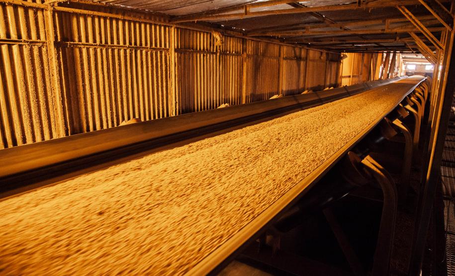 19% das exportações da soja brasileira passa pelos Portos do Paraná. Foto: Claudio Neves/APPA